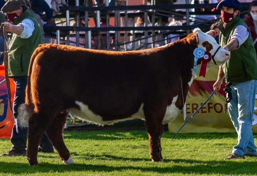 HISTORICO SMALL - BASA, SU MADRE SU MADRE