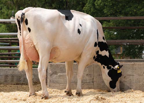 Madre MOSHER Aurora Ahead 6336-ET (EX-90)
