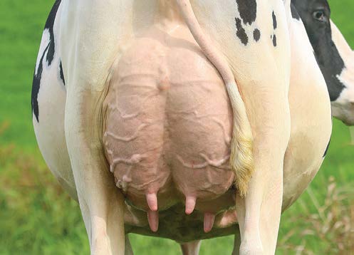 Madre boldness AOT Deluxe Hi-Lighted-ET (EX-91-DOM) ubres