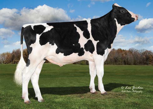 Padre PADRE 7HO15790 ISON-P