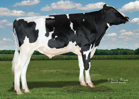 Padre PAGE-PP 7HO16103 CHEW-P