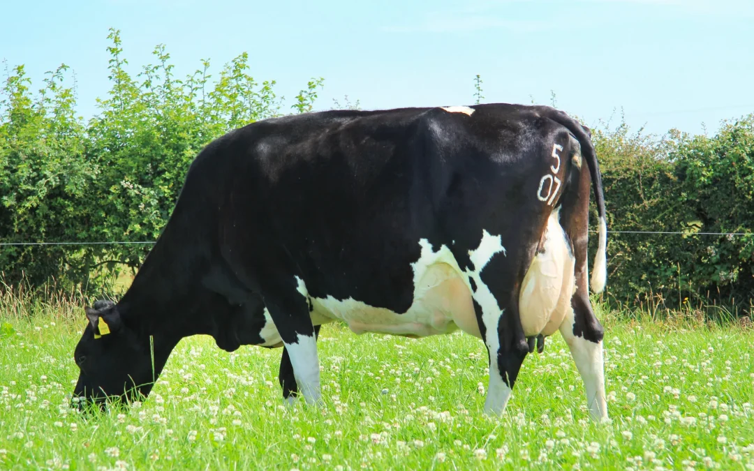 (IG) BALLINROE XAAR PED