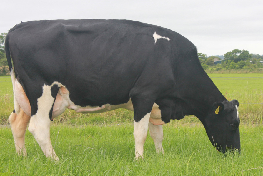 (IG) COOLBEHA BATTASH