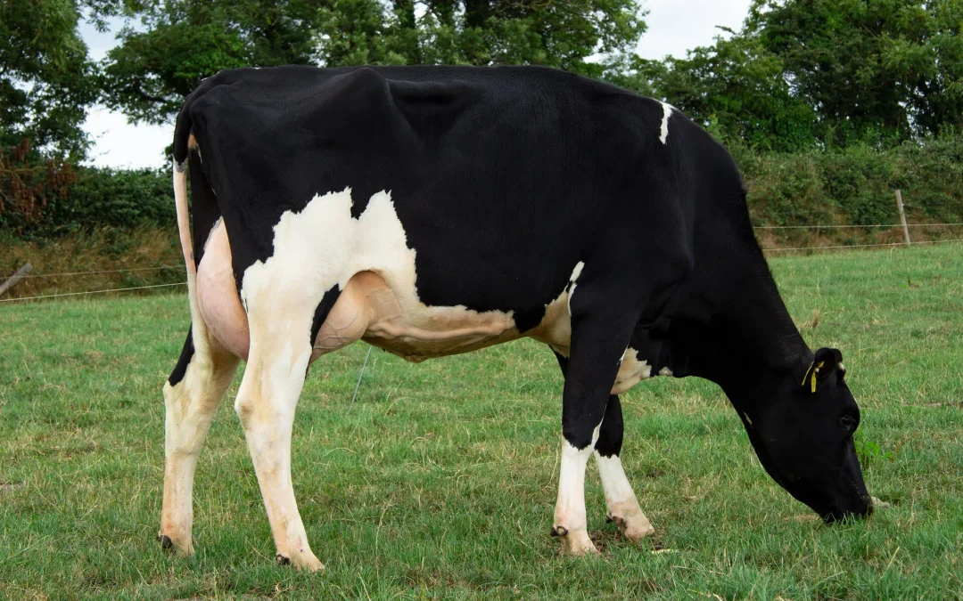 (IG) CORROVOLLEY REDSKY SRM