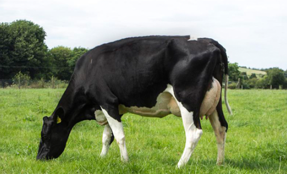 (IG) BRACKILE BLANDFORD PED