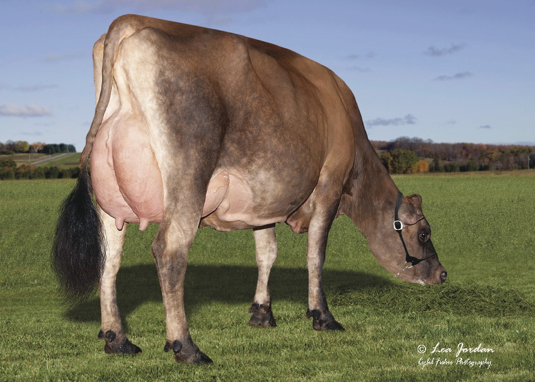 Hija OVERALLS JX S-S-I Victory Overalls 65165 {6}-ET (VG-86%) MEGAPOWER Hijas
