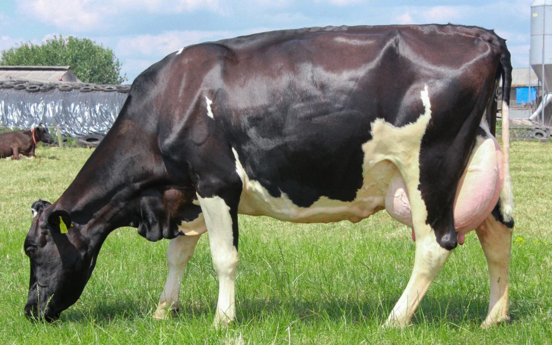 (IG) KNOCKENRIGHT CHEESMAN PED