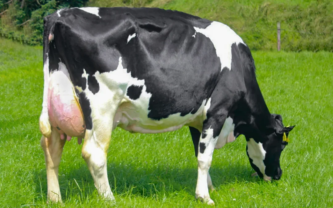 (IG) PARKDUV OSORNO PED