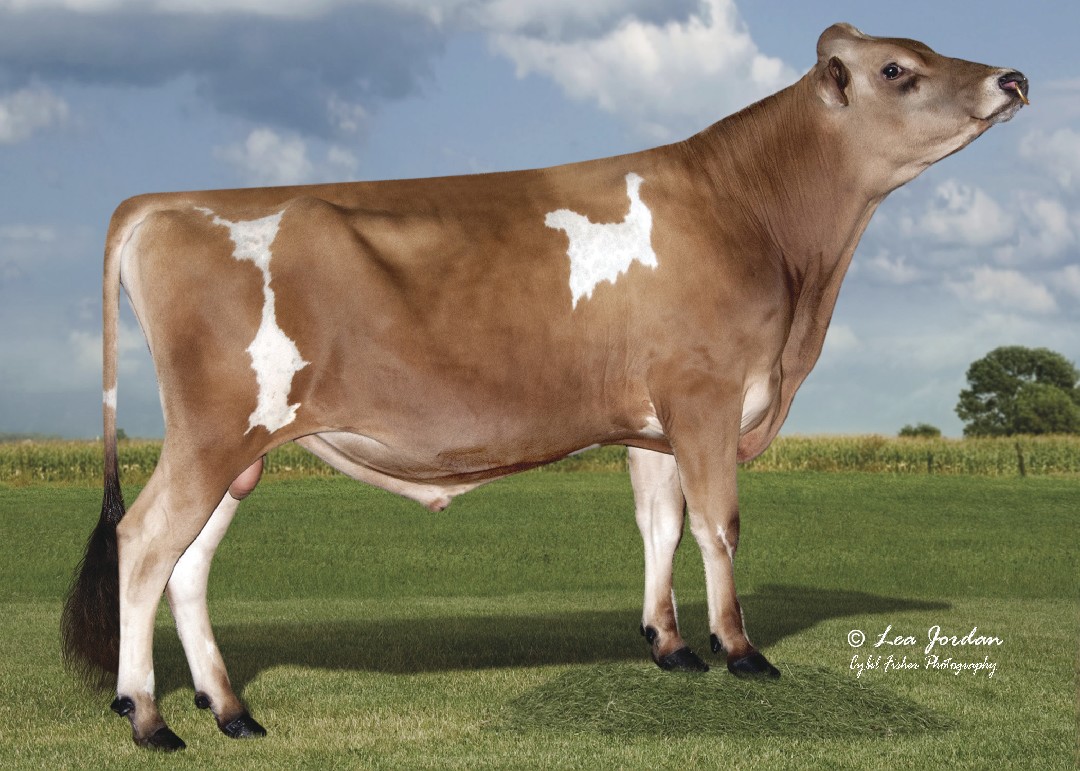 PRIMUS GUTZ CLEVER-ET