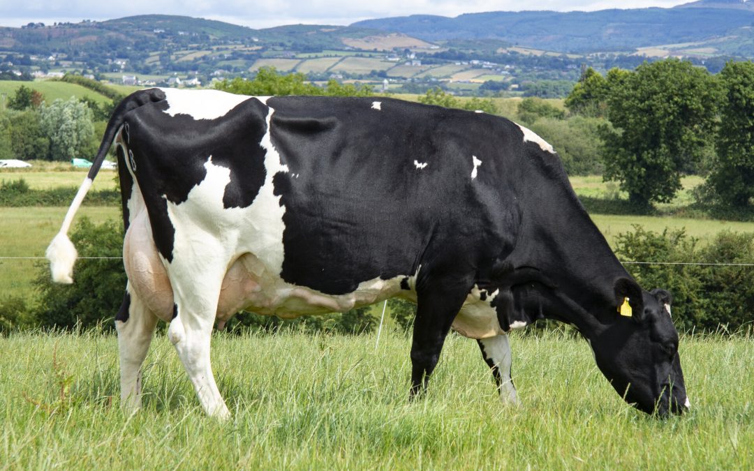 (IG) TANKARDSROCK TEAK PED